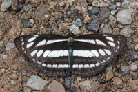 Neptis soma shania-1990 - Chiang Dao - 16/11/23