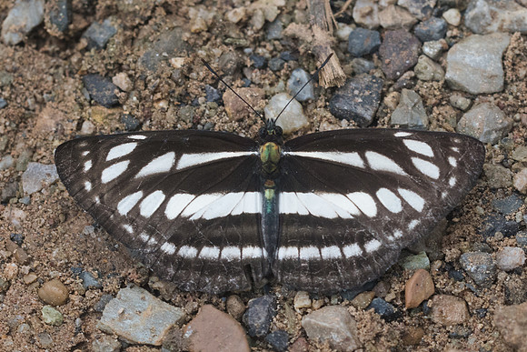 Neptis soma shania-1990 - Chiang Dao - 16/11/23