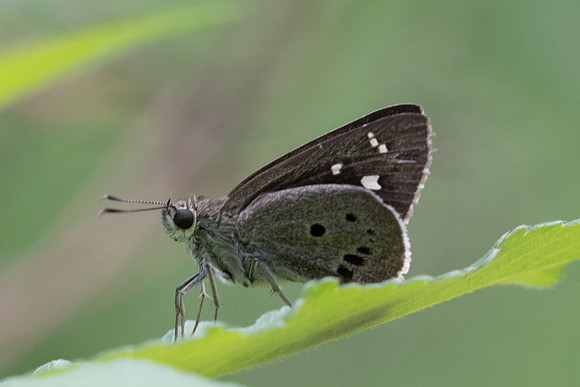 Suastus gremius-6441 - Krabi - 25/11/23