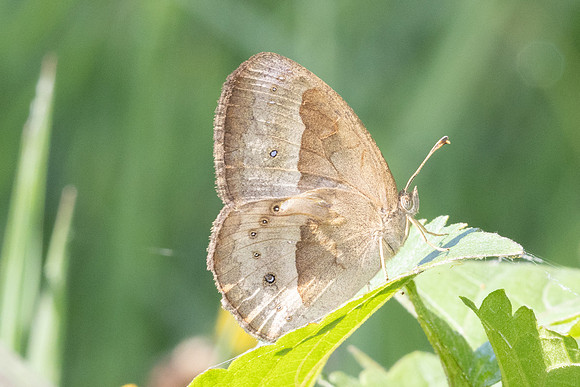 Mycalesis gotama-5076