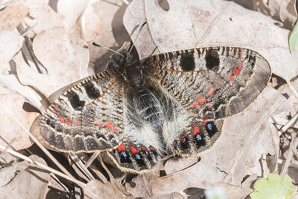 Archon apollinus ♀-1546 - Alexandroupoli - 9/04/22