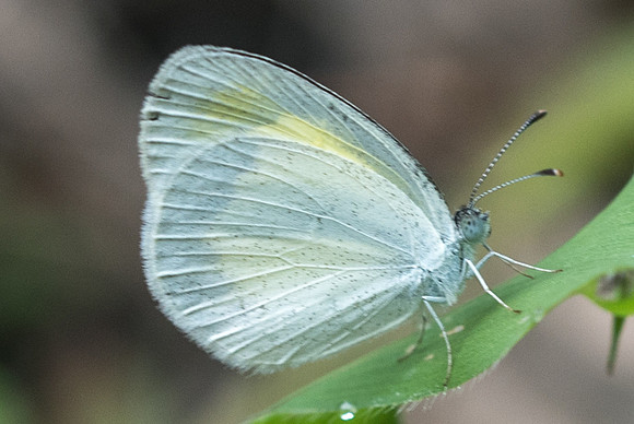 Eurema daira-1147