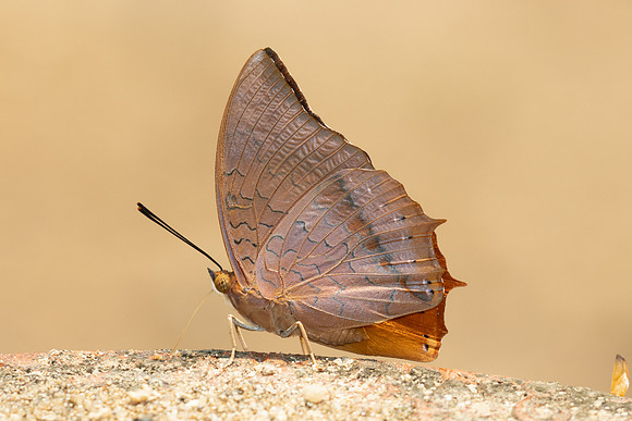 Charaxes bernardus-1447 - Chiang Dao - 17/03/24