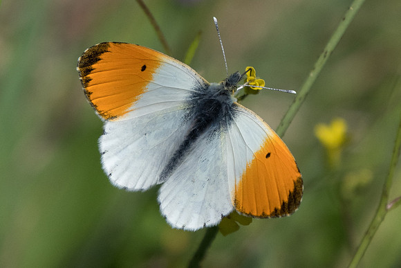 Anthocharis cardamines ♂-1273 - Alexandroupoli - 9/04/22