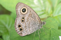 Ypthima baldus-2044 - Chiang Dao - 16/11/23
