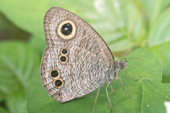 Ypthima baldus-2044 - Chiang Dao - 16/11/23