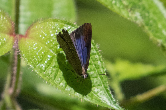 Arhopala aida -1318- Koh Samui - 18/03/23