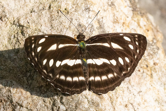 Neptis nata-3581-2- Huai Sai Lueang Waterfall (1040m) - 23/03/25