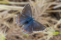 Lysandra bellargus-9409 - Artigues - 8/06/25
