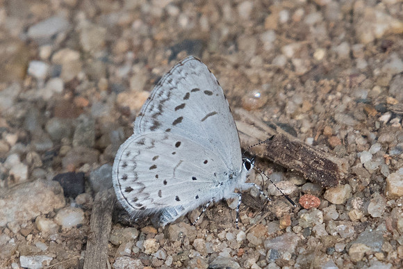 Acytolepis lilacea-0106  - Chiang Dao - 16/11/23