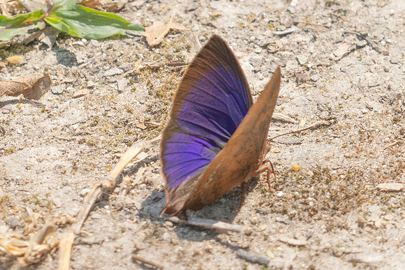 Amblypodia anita-4428- Doi Inthanon - 24/03/25