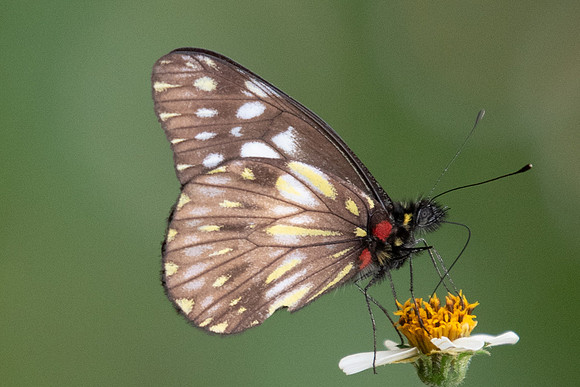 Catasticta prioneris albescens --5776  - Salento - 6/05/19