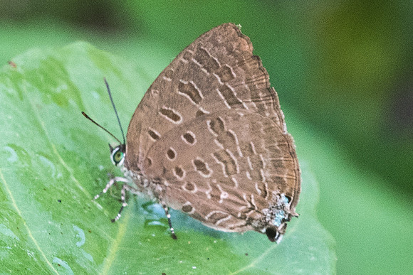 Arhopala aida --7462 Koh Samui - 16/03/23