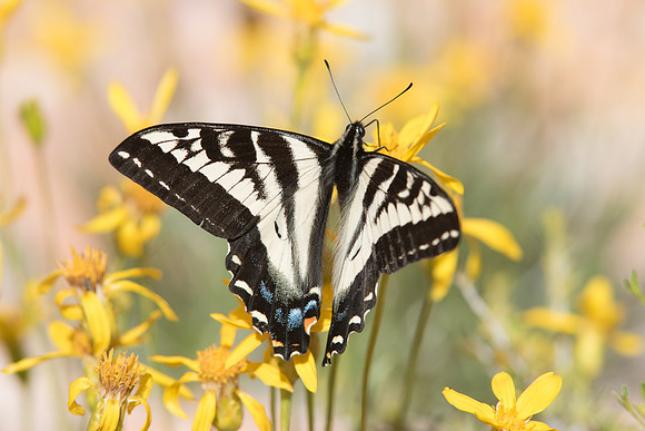 Papilio eurymedon - Red canyon-6