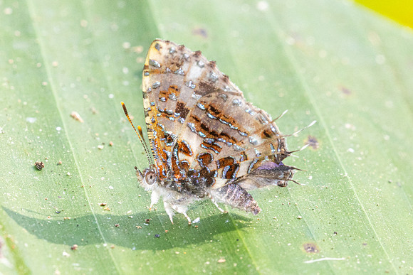 Catapaecilma major albicans-1251 - Chiang Dao - 17/03/24