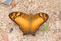 Vagrans sinha-4950- Chiang Dao  - 12/03/23