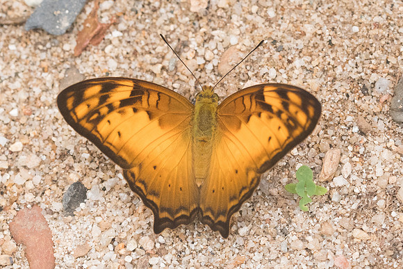 Vagrans sinha-4950- Chiang Dao  - 12/03/23