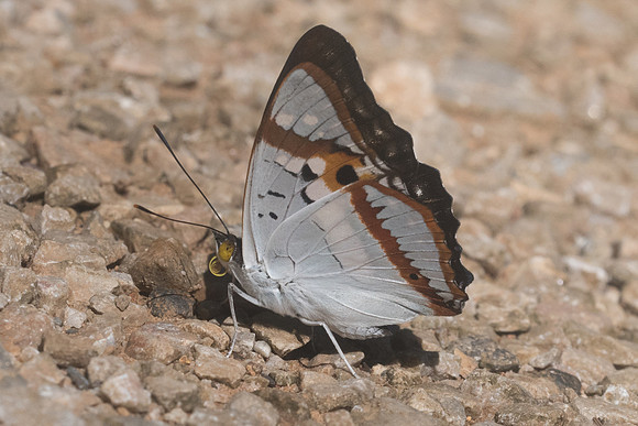 Mimathyma ambica miranda-9185 - Chiang Dao - 14/11/23