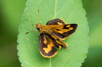 Taractrocera archias-6435 - Krabi - 25/11/23