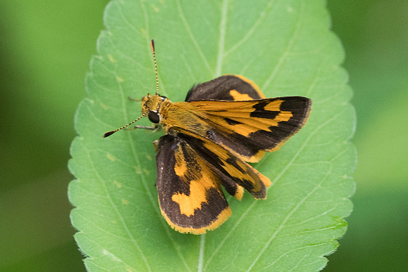 Taractrocera archias-6435 - Krabi - 25/11/23