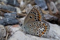 Polyommatus escheri ♀-9970