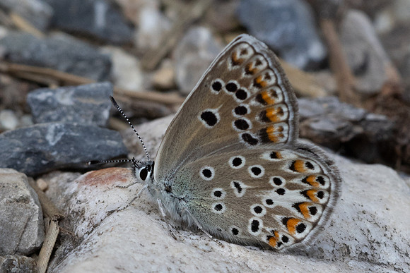 Polyommatus escheri ♀-9970