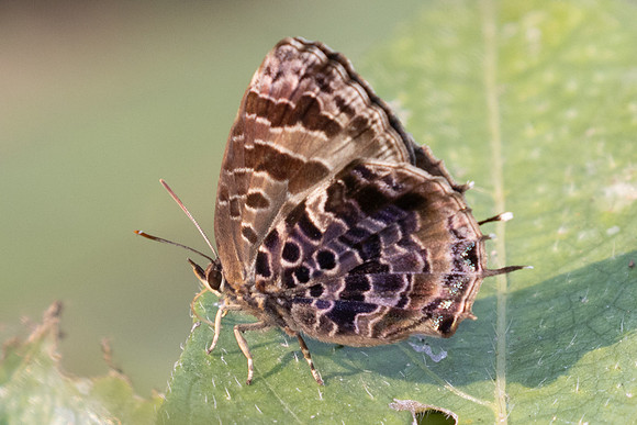 Flos abseus-6788 - Doi-Suthep  - 28/03/24