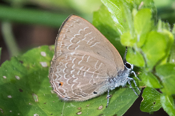 Anthene emolus emolus-1234  - Chiang Dao - 16/11/23