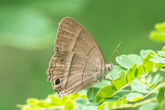 Cissia similis-1279