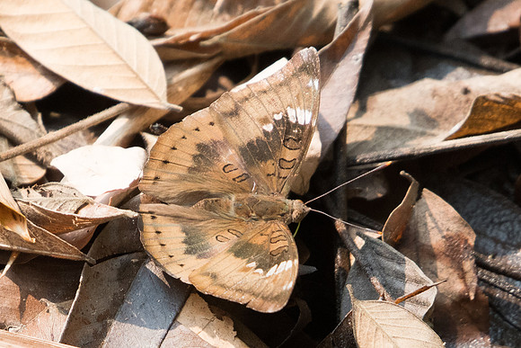 Euthalia aconthea garuda-7447 - Doi-Suthep - 10/03/23