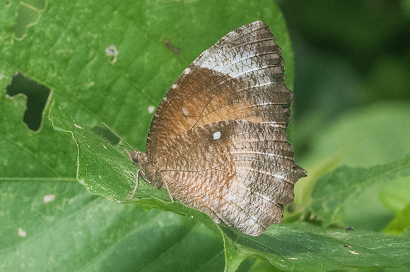 Elymnias hypermnestra tinctoria-1336 - Chiang Dao - 14/11/23