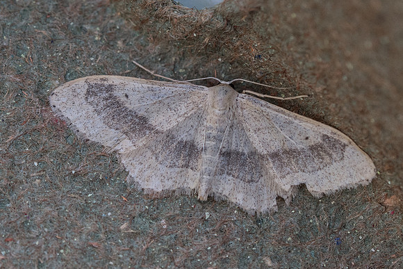 Idaea aversata L  2253 - Briançon