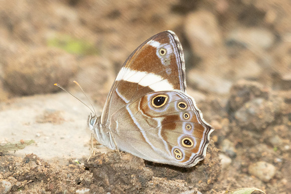 Lethe confusa-1848 - Chiang dao - 19/03/25