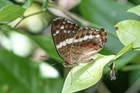 Anartia fatima-0843