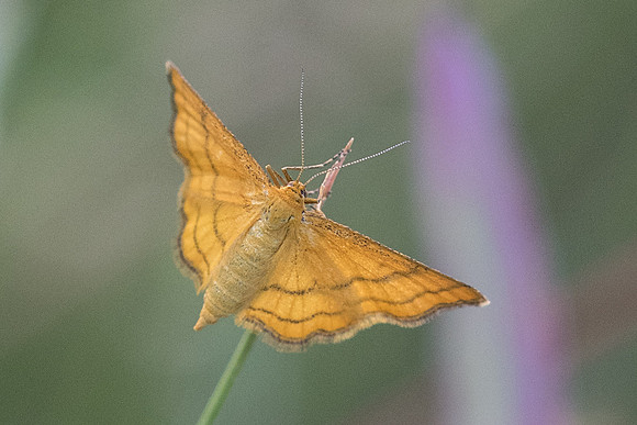 Idaea aureolaria-1913 - Cervières