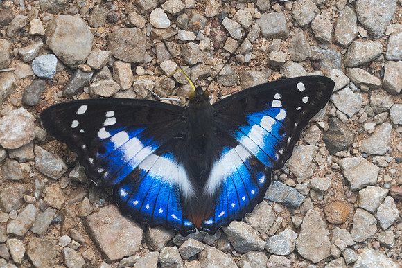 Mimathyma ambica miranda-9021 - Chiang Dao - 14/11/23