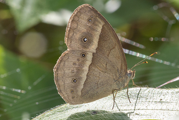 Mycalesis gotama-5084