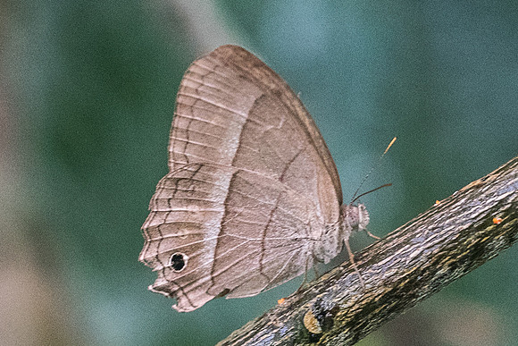 Cissia similis-1704