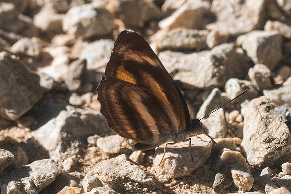 Neptis ananta zaida id-3401 - Chiang Dao - 15/11/23