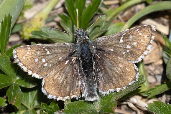 Pyrgus-2895