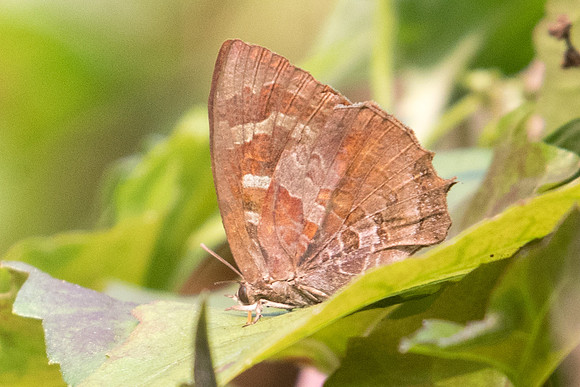 Flos adriana-2441 - Doi-Suthep - 8/03/23
