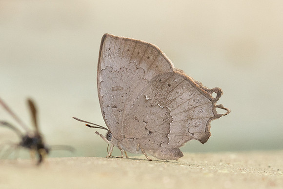 Surendra quercetorum quercetorum-2227  - Chiang Dao - 18/03/24