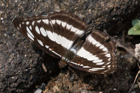 Athyma selenophora-3531 - Doi-Suthep - 8/03/23