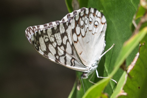 Hamadryas februa-1320 Chichen itza - 24/05/18
