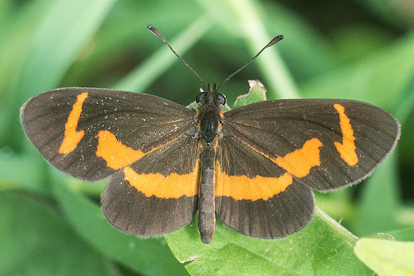 Microtia elva-1847