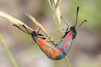 Zygaena sarpedon-8247 Col des seignors - 2/06/25