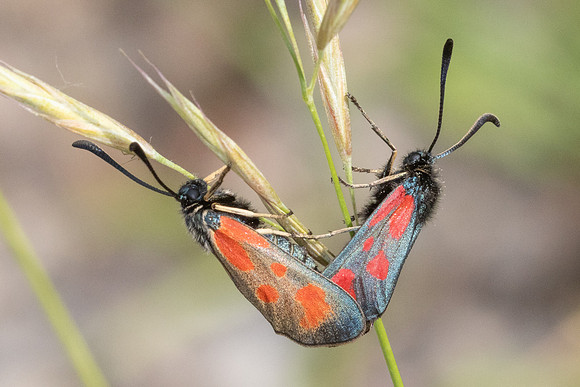 Zygaena sarpedon-8247 Col des seignors - 2/06/25