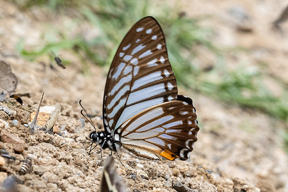 Graphium xenocles-2752 - Chiang Dao - 18/03/24