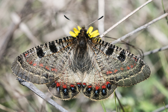 Archon apollinus ♀-4817 Alexandroupoli - 12/04/22