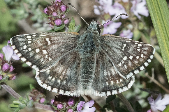 Pyrgus sidae -9675 - Vence -  18/05/21